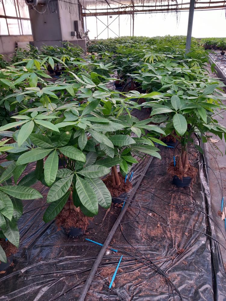 PACHIRA AQUATICA CP17