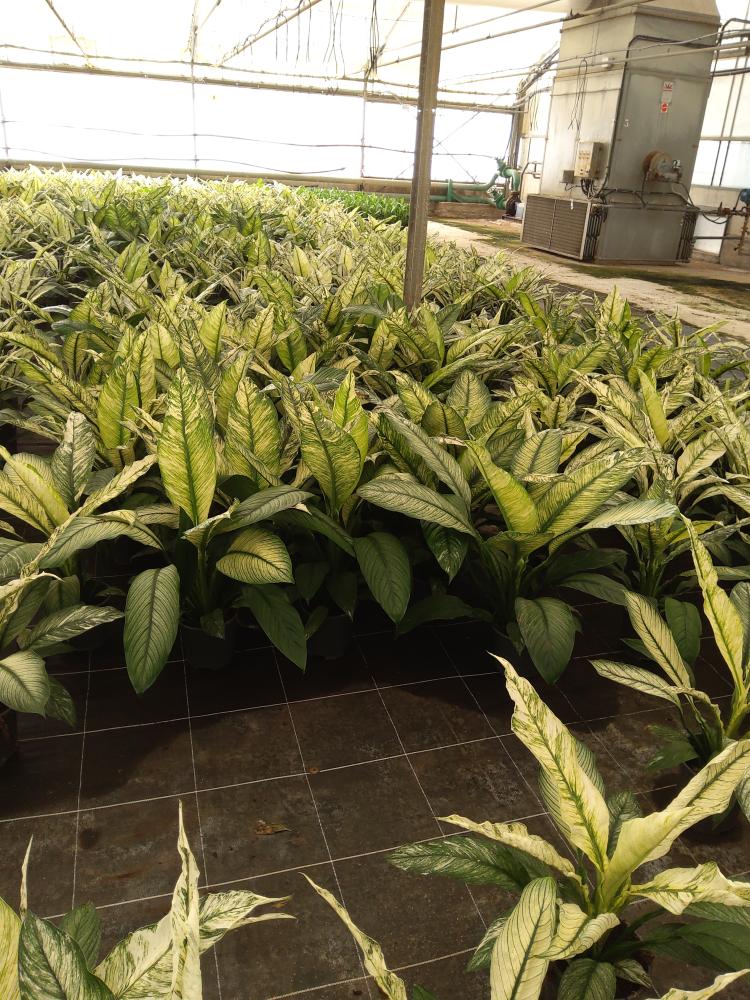 SPATHIPHYLLUM SENSATION VARIEGATO VP17