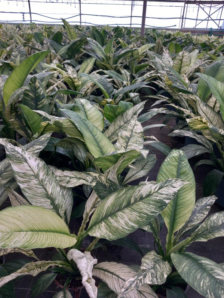 SPATHIPHYLLUM SENSATION VARIEGATO VP17