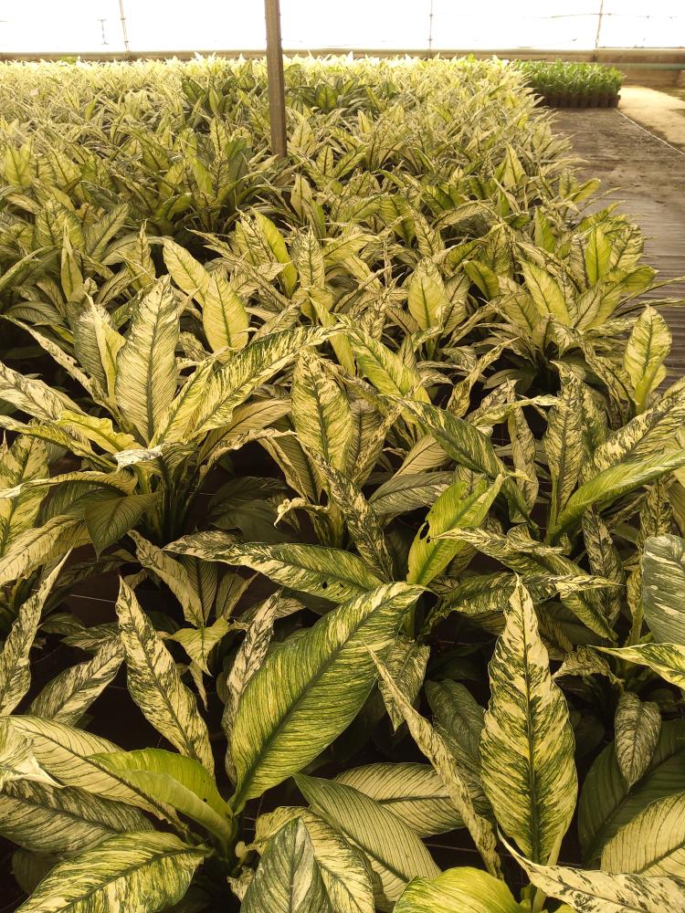 SPATHIPHYLLUM SENSATION VARIEGATO VP21
