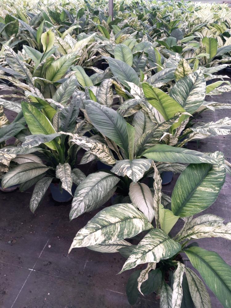 SPATHIPHYLLUM SENSATION VARIEGATO VP21