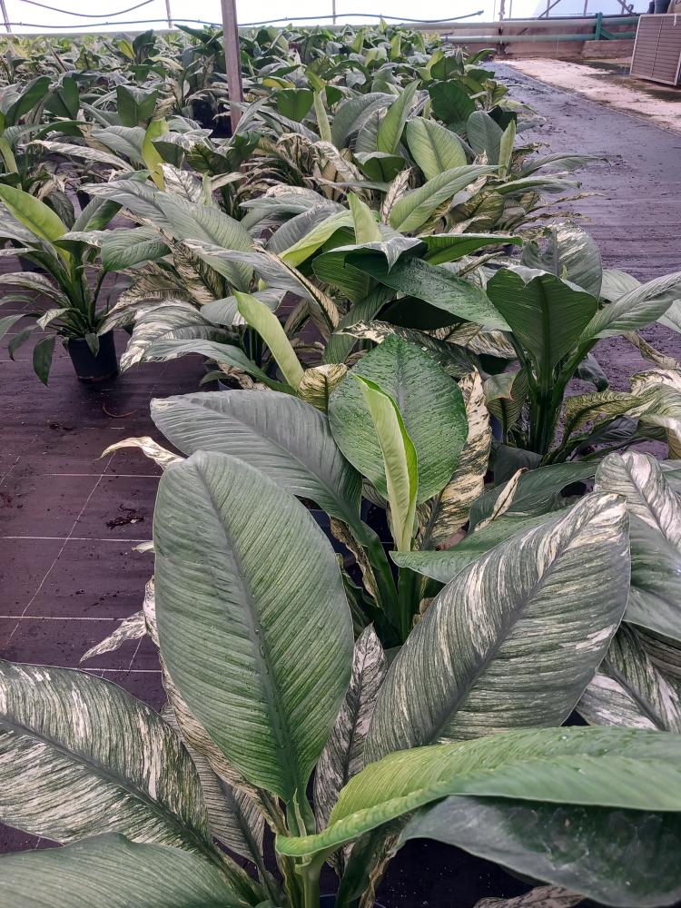 SPATHIPHYLLUM SENSATION VARIEGATO VP21