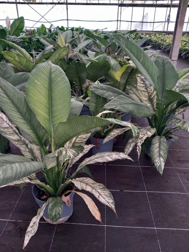 SPATHIPHYLLUM SENSATION VARIEGATO VP21