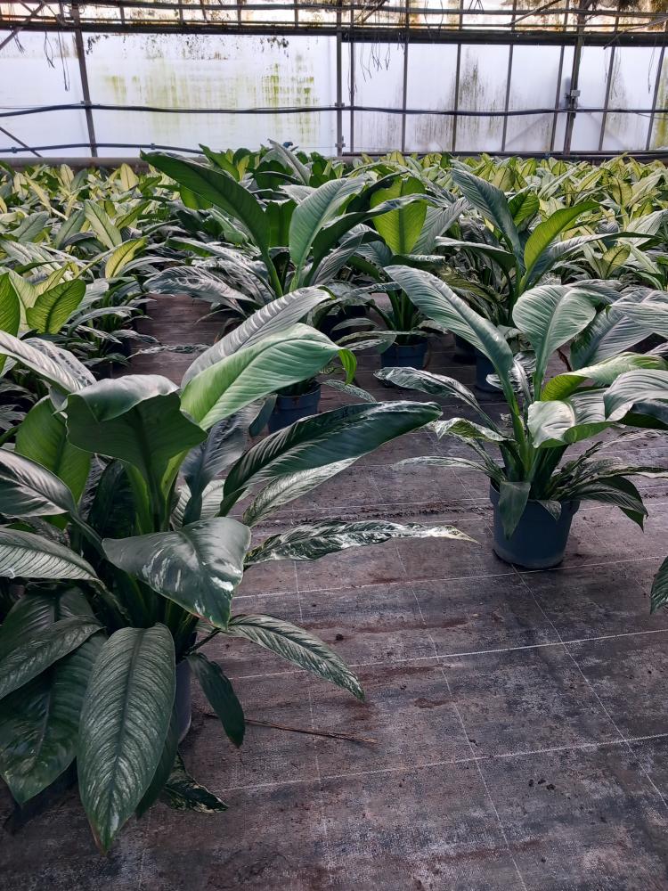 SPATHIPHYLLUM SENSATION VARIEGATO VP21