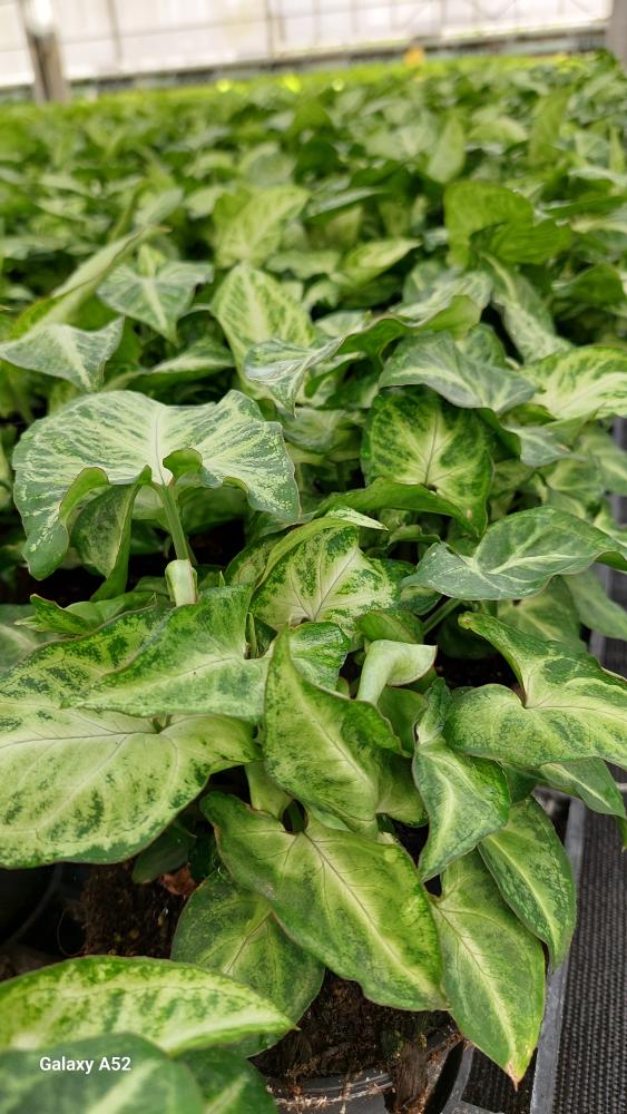 SYNGONIUM ARROW VP12