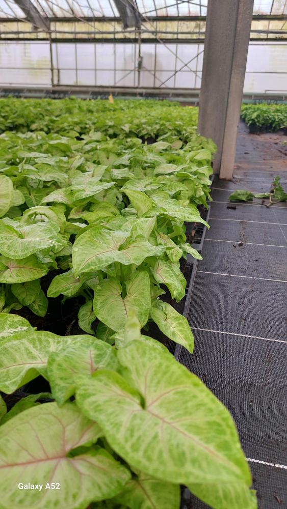 SYNGONIUM GOLDEN ALLUSION VP12