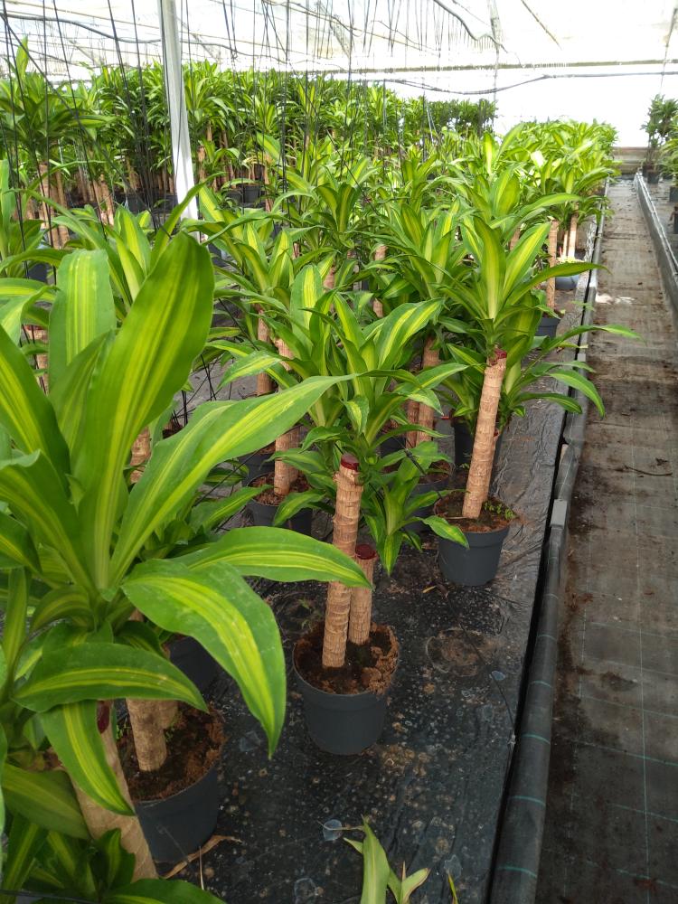 DRACAENA MESS. H60/30 VP21
