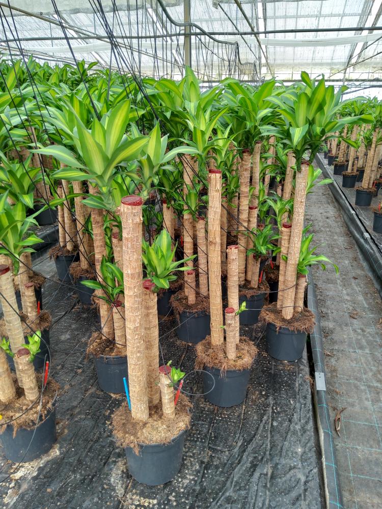 DRACAENA MESS. H90/60/30 VP24