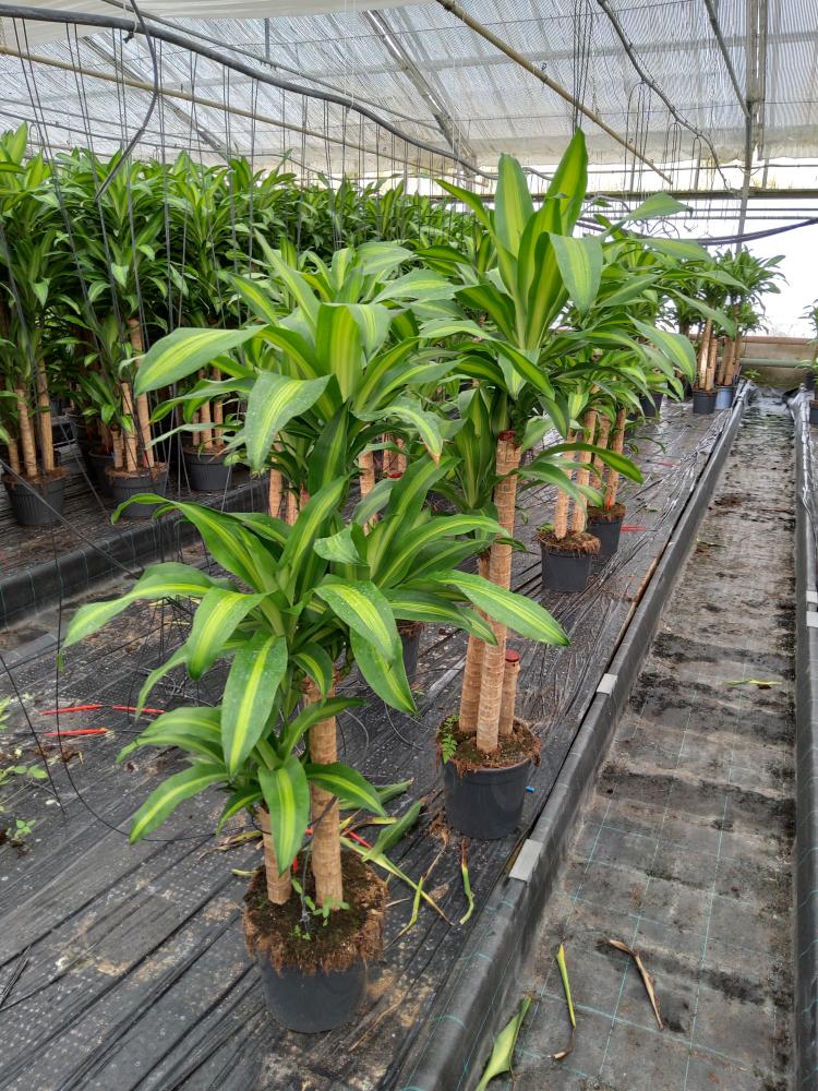 DRACAENA MESS. H90/60/30 VP24