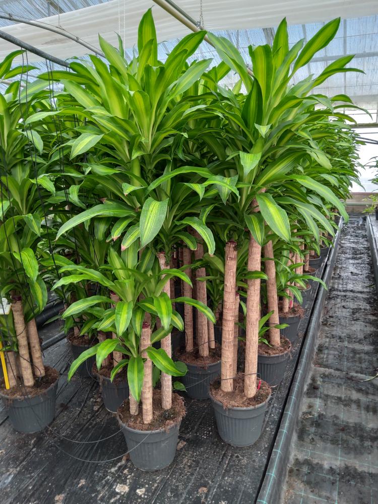 DRACAENA MESS. H120/90/60/30