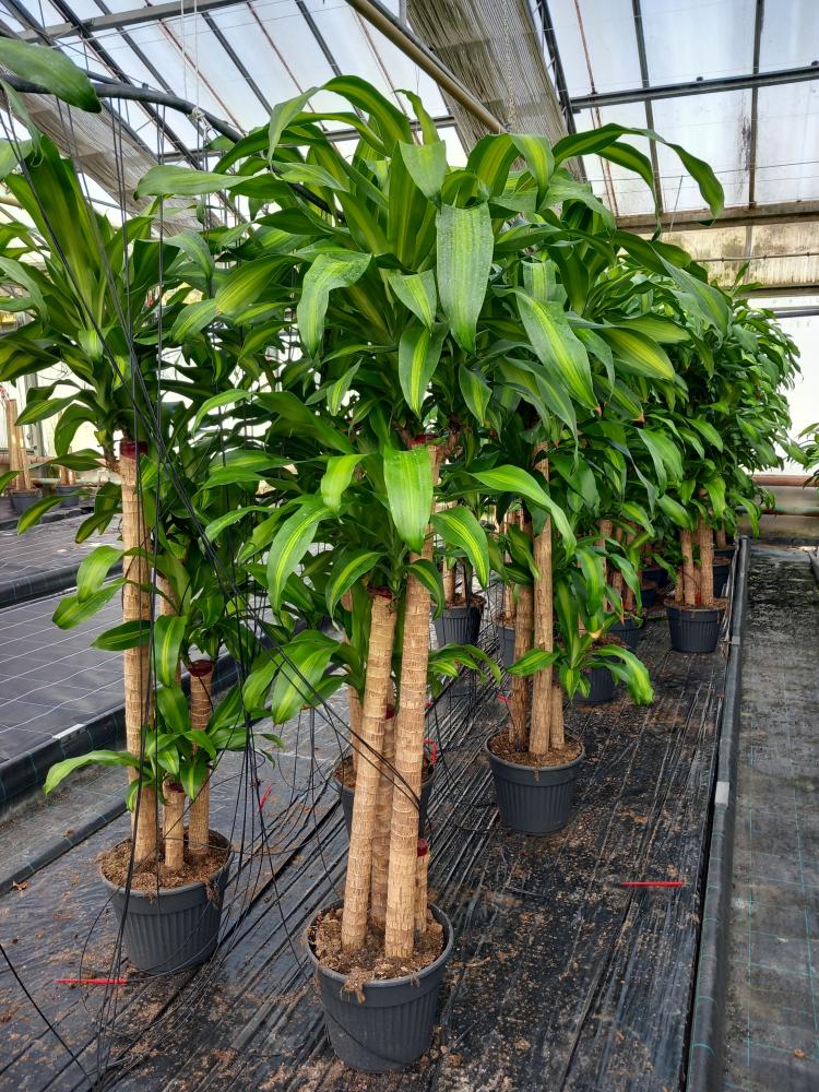 DRACAENA MESS. H120/90/60/30
