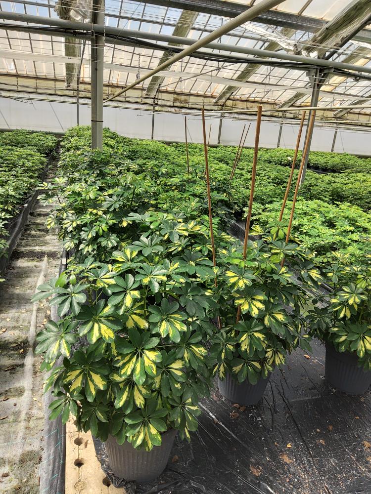 SCHEFFLERA GOLD CAPELLA VP35