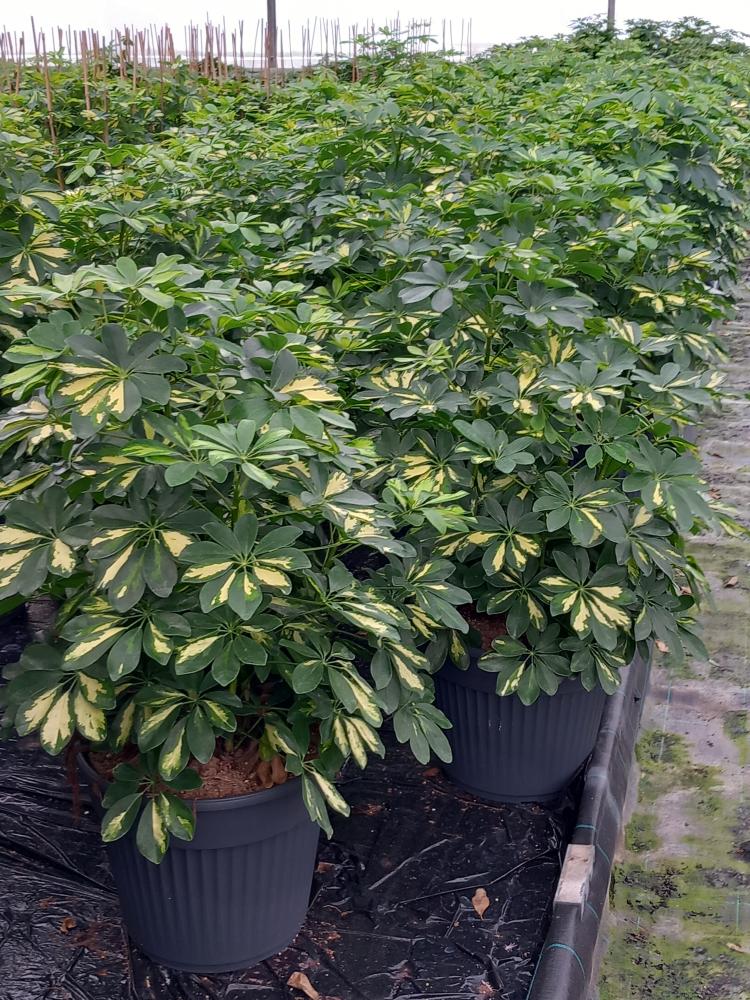 SCHEFFLERA GOLD CAPELLA VP35