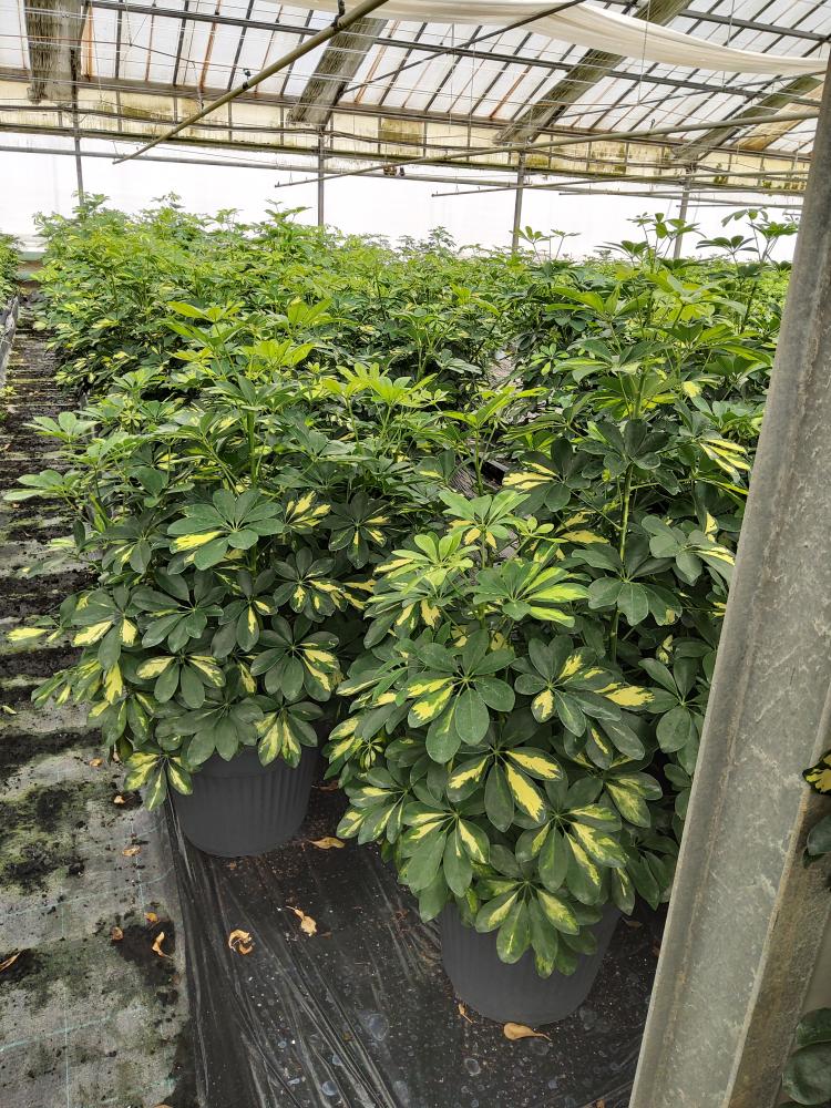 SCHEFFLERA GOLD CAPELLA VP35