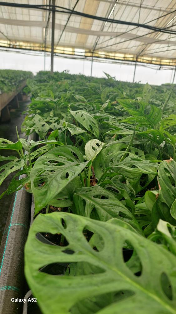 MONSTERA ADANSONII CP17