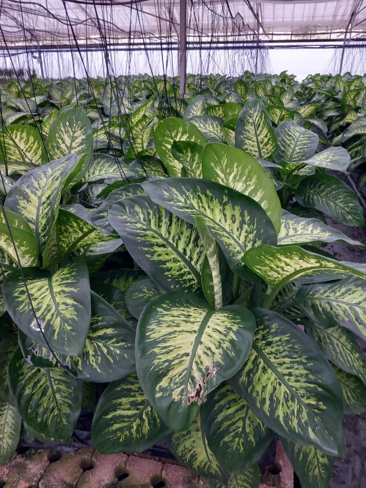 DIEFF. TROPIC SNOW 3P VP24