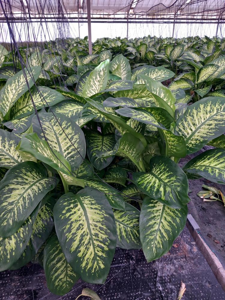 DIEFF. TROPIC SNOW 3P VP24