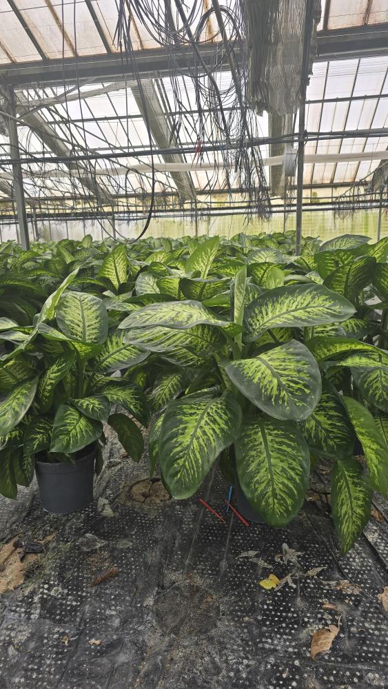 DIEFF. TROPIC SNOW 3P VP24