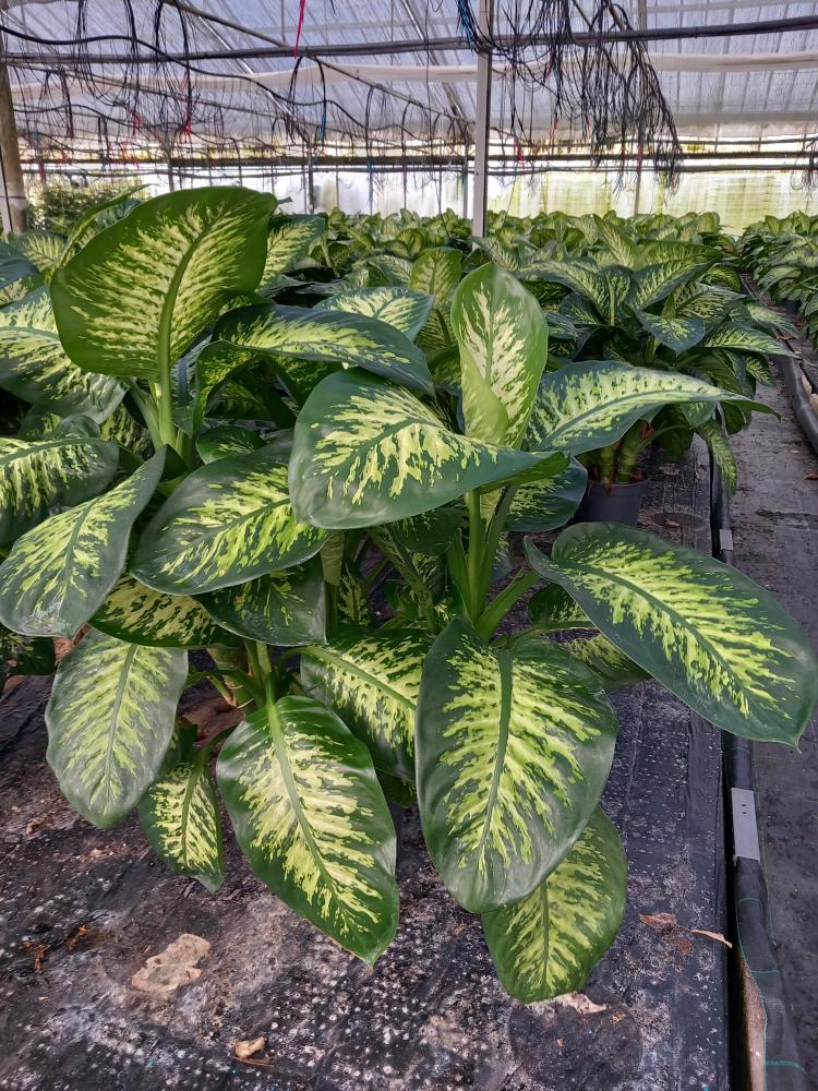 DIEFF. TROPIC SNOW 3P VP24