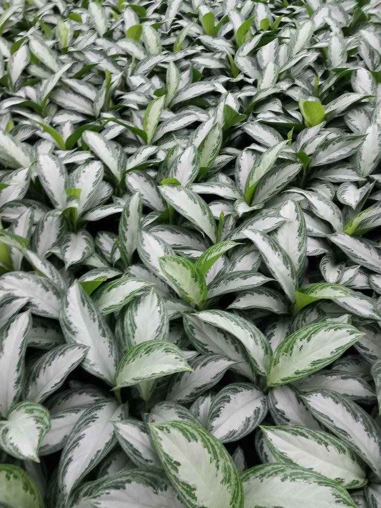 AGLAONEMA S. BAY 2P VP17