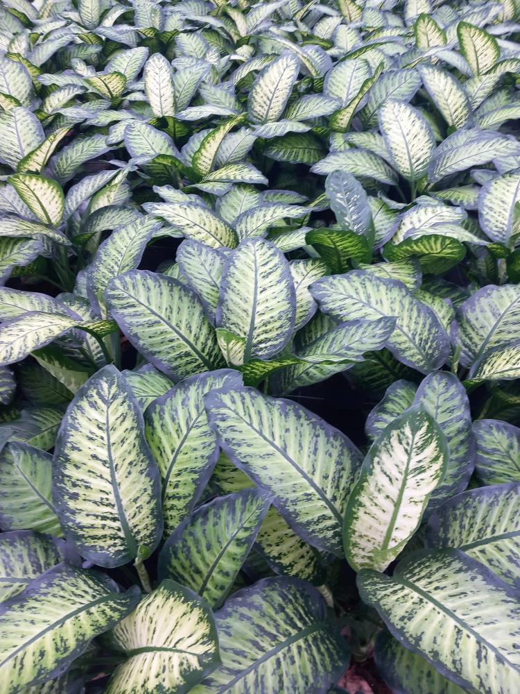 DIEFF. TROPIC YELLOW 2P VP21