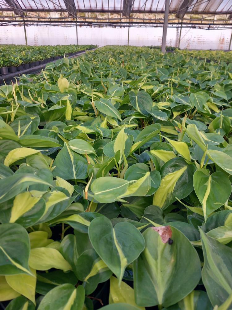 PHILODENDRON BRASIL CP17