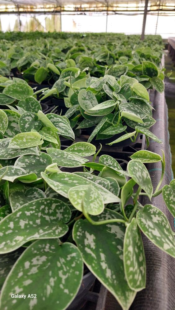 SCINDAPSUS PICTUM S. ANN CP17