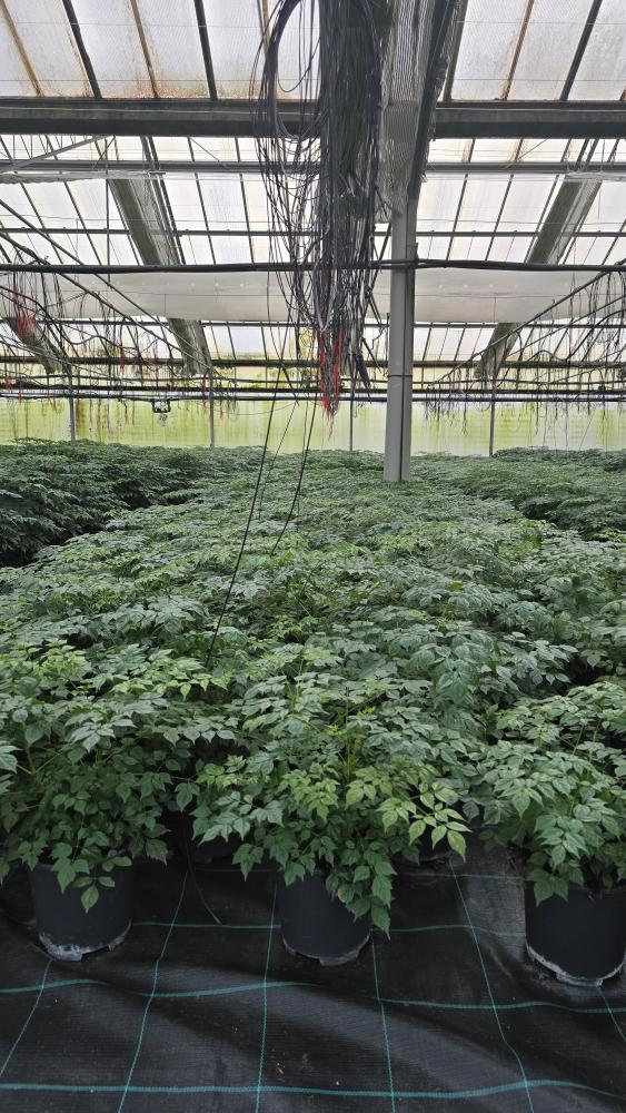 RADERMACHERA SINICA VP17