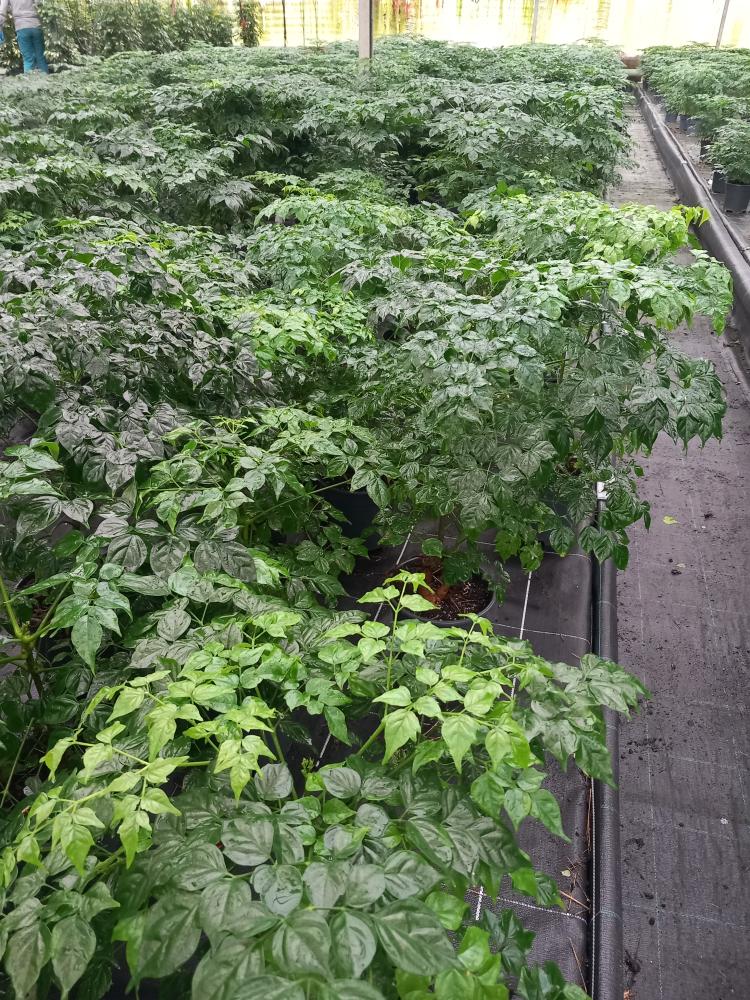 RADERMACHERA SINICA VP17