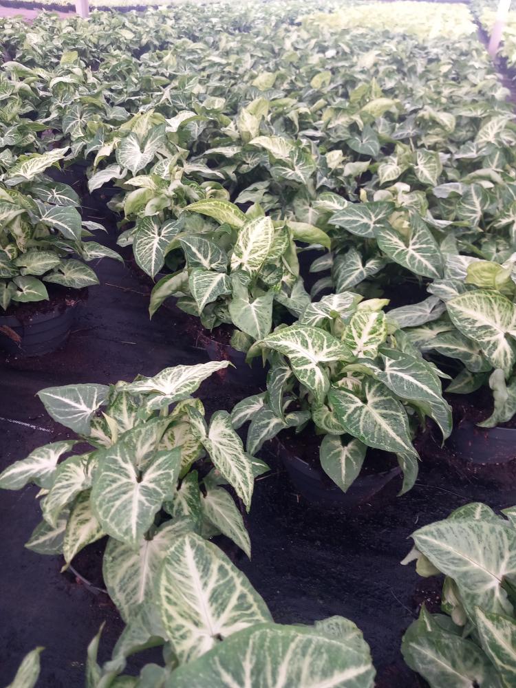 SYNGONIUM ARROW CP17