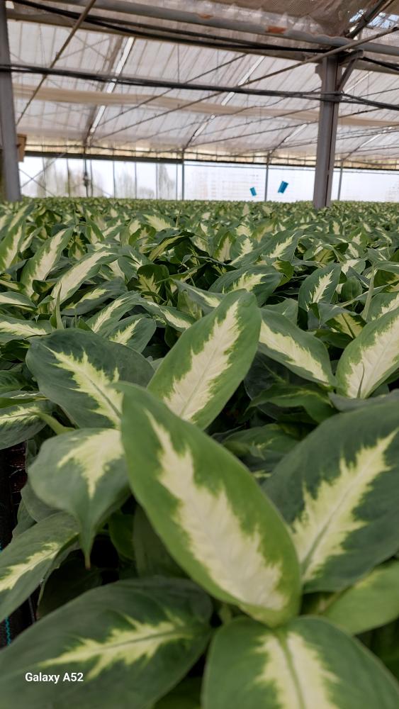 DIEFF. CAMILLA 1P VP12