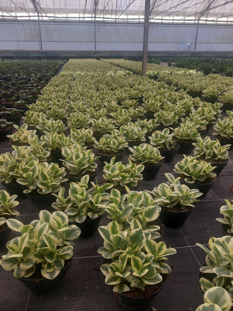 PEPEROMIA OBT. G. GATE CP17