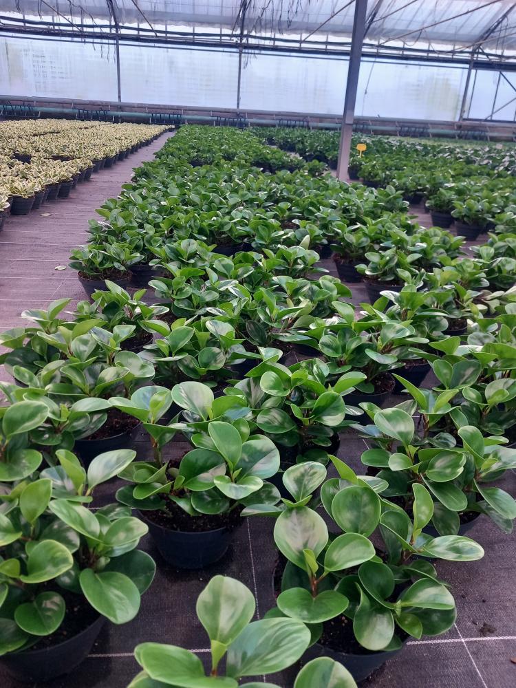 PEPEROMIA EMILY CP17