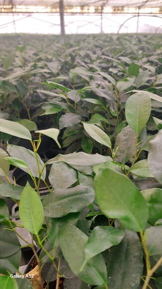 FICUS DANIELLE CP17