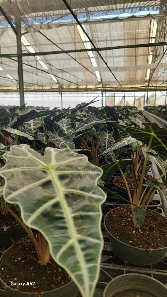 ALOCASIA A. POLLY CP17