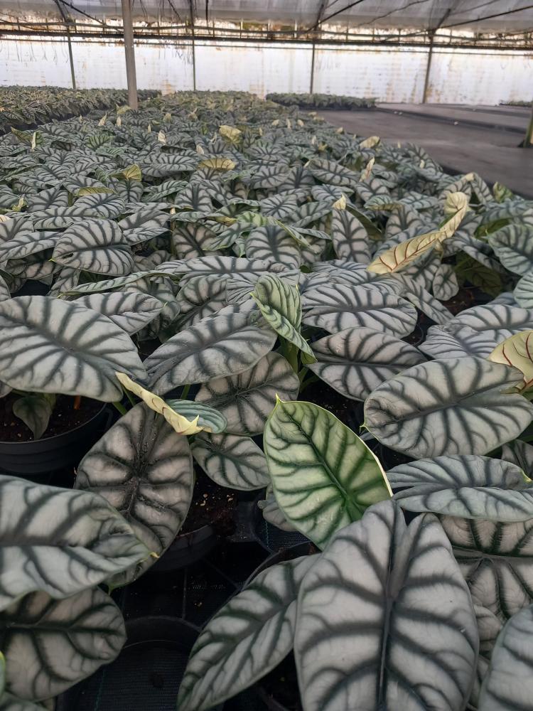 ALOCASIA S. DRAGON CP17