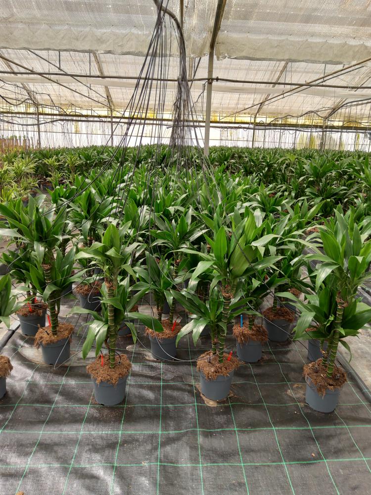 DRACAENA GREEN H45/15 VP17