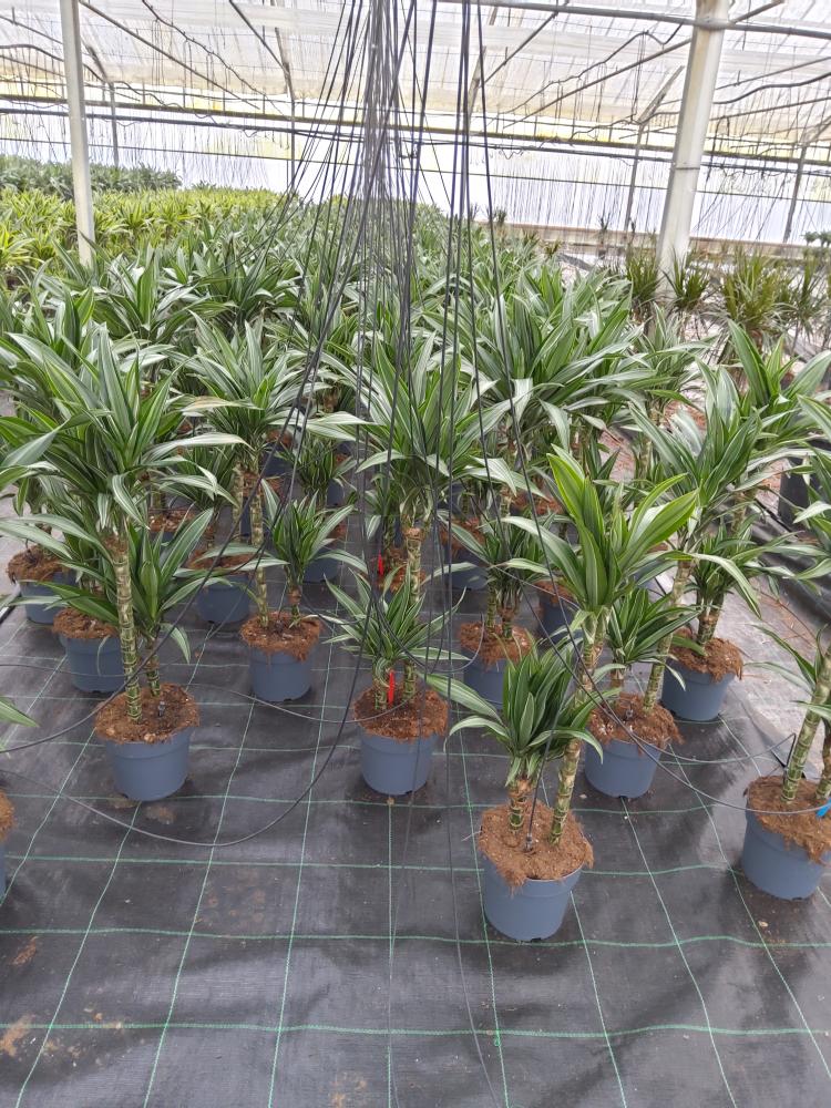 DRACAENA ULISES H45/15 VP17