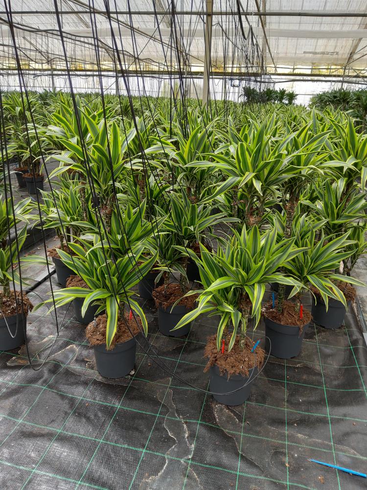 DRACAENA LEMON H60/30/15 VP21