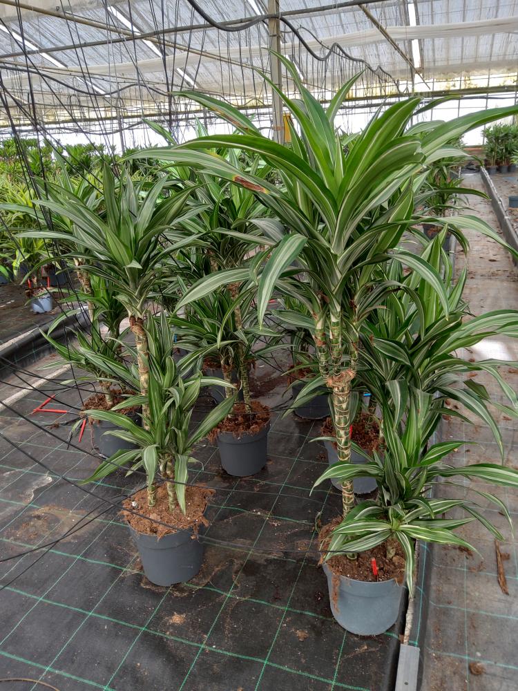 DRACAENA ULISES H60/30/15 VP21