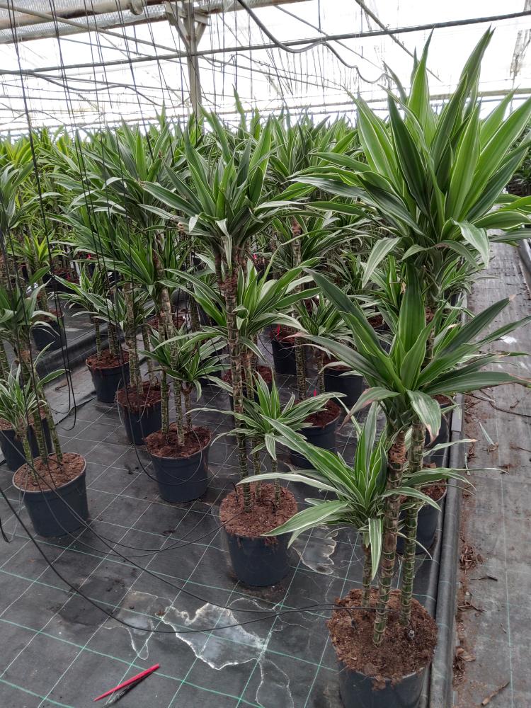 DRACAENA ULISES H60/30/15 VP21