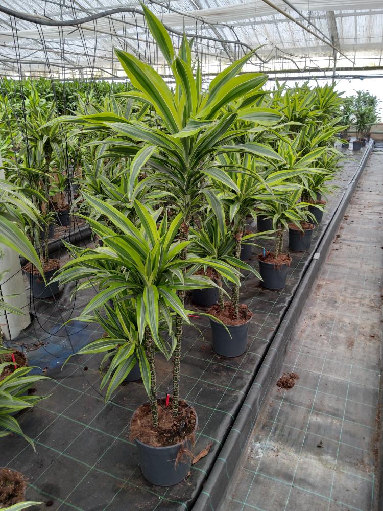 DRACAENA LEMON H90/60/30 VP24