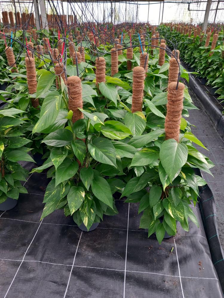 SCINDAPSUS AUREUS H80 VP17