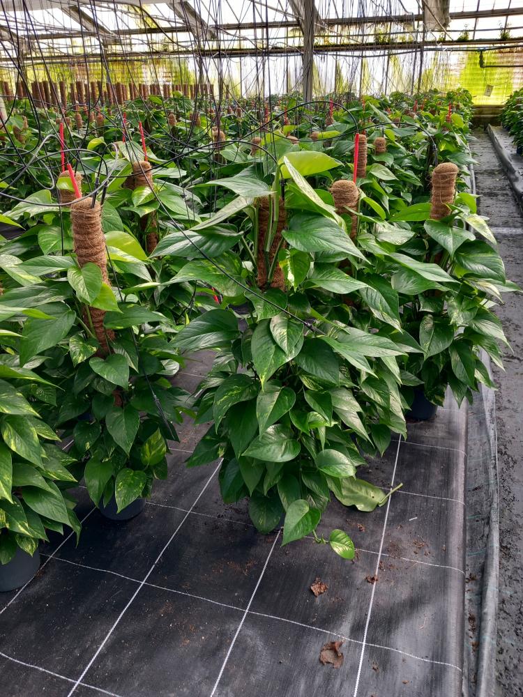 SCINDAPSUS AUREUS H80 VP17