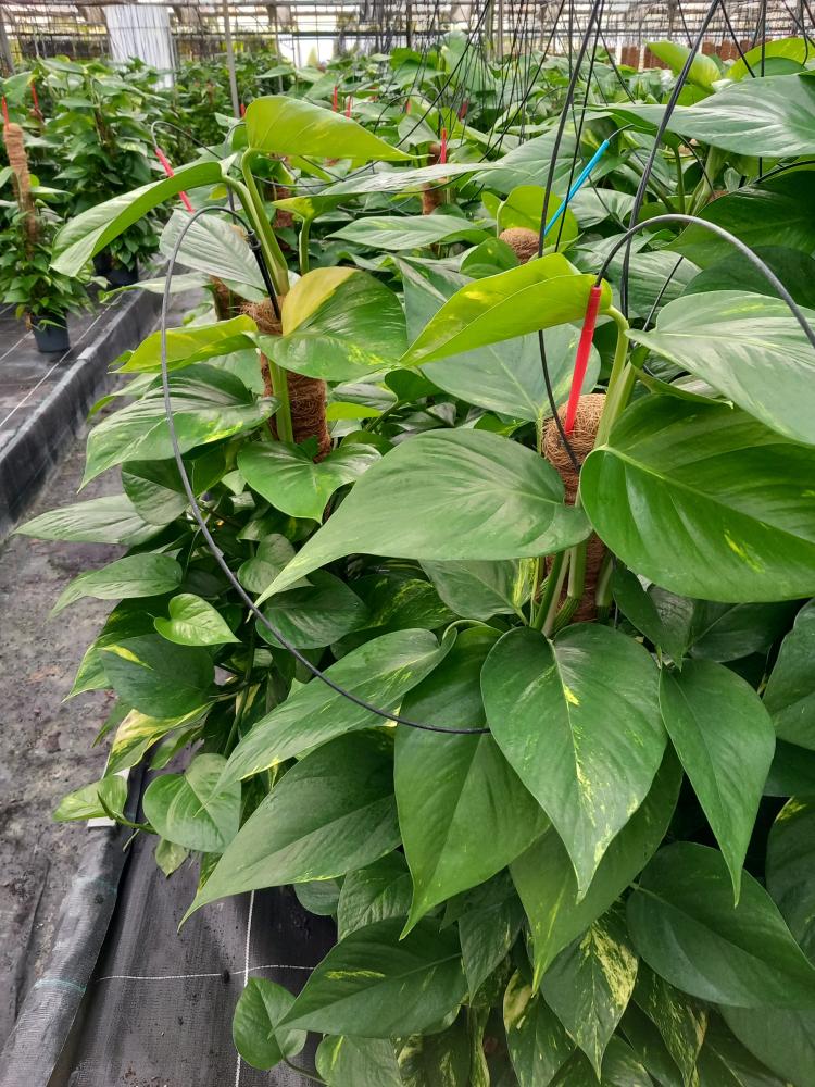 SCINDAPSUS AUREUS H80 VP17