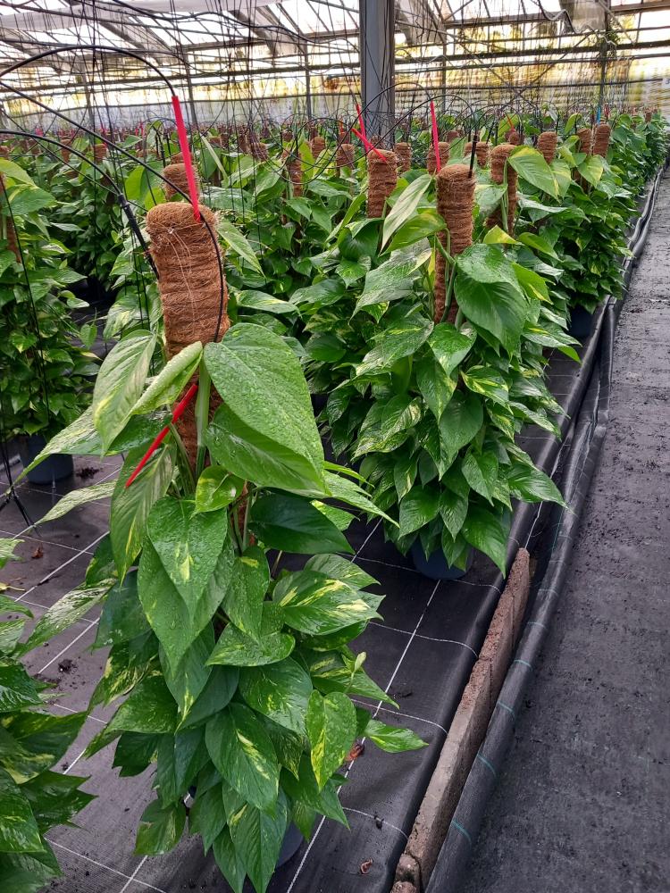 SCINDAPSUS AUREUS H100 VP19