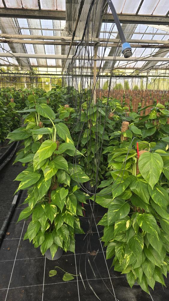 SCINDAPSUS AUREUS H100 VP19