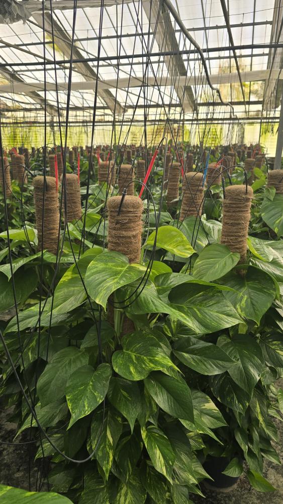 SCINDAPSUS AUREUS H120 VP24