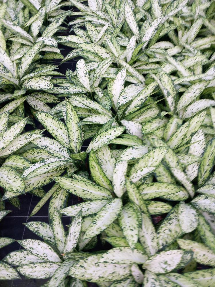 DIEFF. VESUVIO 3P VP17