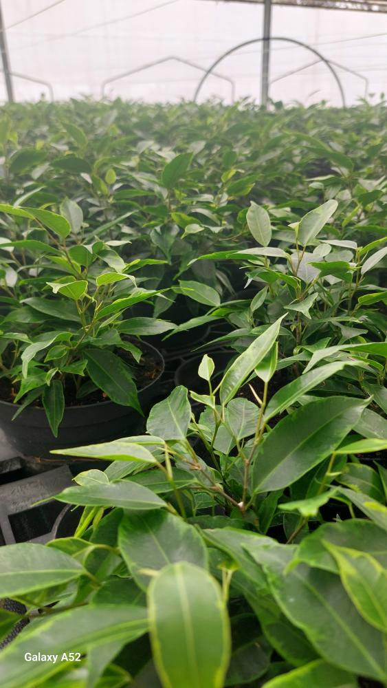 FICUS ANASTASIA CP17
